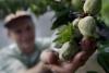 Brussels opens door to selected US food imports as tariff threat looms