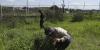 Mexican scientists are creating mass graves of pigs in the hope they’ll someday lead to cartel victim discoveries