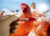 The 14th human case of H5N1 bird flu in 2025 is reported from Cambodia