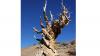 Ancient Methuselah Tree in California Predates Egyptian Pyramids