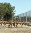 Efforts Continue To Rescue Illegally Held Wild Animals In Azerbaijan (PHOTO)