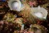 Scientists make concerning discovery after finding ocean creatures moving into new waters: 'Chaos'