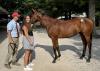 'Moneyball For Horse Racing': The Art And Science Of Alexa Zepp’s Bloodstock Career