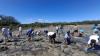 Fiji marks World Mangrove Day with a call for collective action
