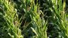 Police: Indianapolis man caught in cornfield after reckless driving pursuit