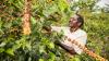 Kenya accelerates coffee farm mapping to comply with EU Deforestation Regulation