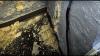 Black mold found in New Orleans water board building