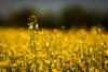 Australia canola’s re-entry into Chinese market threatens Canada’s dominance