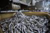 Fish featured in new UK Government food framework