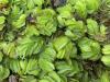 Alabama Extension: Battling giant salvinia: Know it, report it, stop it