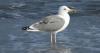 Sharjah study shows devastating impact of plastic pollution on marine life, says expert