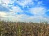 As Heatwaves and Floods Surge, U.S. Agriculture Faces a Growing Crisis