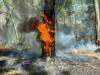 U.S. Investing To Remove Dead Forest Wood To Reuse And Deter Wildfires
