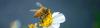 Citizen scientists: Join the pollinator count and help the bees