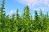 Senate Panel Drops Hemp THC Ban From Agriculture Spending Bill