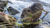 Scientists make incredible discovery after studying daily habits of humble creature: 'Critical to our future'
