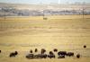 Denver plans $20M American Indian Cultural Embassy near sacred bison herds