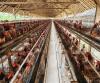 Brazil welcomes China lift of ban on poultry imports