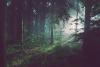 Estonia Faces Rapid Forest Decline Due to Excessive Logging Practices