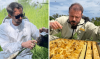 Honey is part of our culture, nature, and future, say Igor Ganea and Yuri Skutaru, co-founders of the international company Le Souffle d’Adore