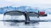 8 Antarctica expedition cruises where you can kayak with penguins