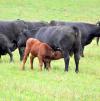 Australia farmers call for review as government green lights beef imports from US