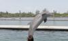 Nina the Dolphin Makes Waves at Grand Bahama’s Sanctuary Bay