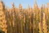 Egypt signs deal with Italy to modernize wheat storage and boost food supply chain