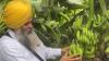 Home calling: How a Gurdaspur man returned from Australia, built a thriving banana business