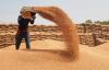 Average grain yield climbs to 35 quintals per hectare in Azerbaijan