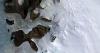 Scientists Alarmed as Floodwater Punches Through Greenland's Ice Sheet