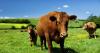 Letters to the Editor: Agriculture in Ireland plays only a minor role in global warming