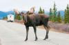Man Dies After His Car Hit a Moose Near Alaska’s Denali National Park By Charlotte Phillipp