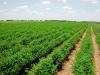 Climate not behind agri-sector fall