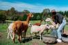 Looking for a farmstay in NSW? You're not alone – "agritourism" is Australia's new travel trend