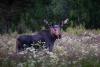 Driver dies after hitting a moose near Alaskan national park
