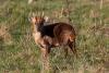 Bhutan’s new farm fencing program could be costly for wildlife (commentary)