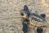 Former poachers guard Cabo Verde’s endangered sea turtles