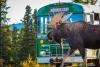 Tragic Moose Collision Near Alaska National Park Is A “Sobering Reminder” Of Wildlife Hazards