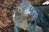 Endangered ‘Blue Dragon’ of the Caymans Roars Back from the Brink as Population Climbs Above 1,000