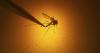 Denver’s first West Nile virus case of 2026 confirmed as health officials warn risk continues into the fall