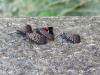 West Virginia Department of Agriculture Wages War of Eradication Against Spotted Lantern Fly