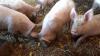Local Pork Remains Safe To Eat – Agriculture Ministry Reassures Public Following PRRS Case