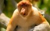 Study Finds Worrying Uptick in Proboscis Monkey Trade in Indonesia