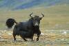 Tajikistan to import pedigree yaks from China and boost agricultural cooperation