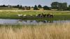 Renaturalisation of wetlands slows global warming and species decline