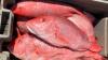Alabama expands snapper season to 7 days a week for remainder of 2025 season
