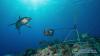 Hooked on Sharks: Belize Tags Along for Conservation