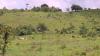 Narco Ranches Push Into Belize Forests
