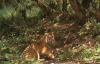 Climate crisis clouds Bhutan’s tiger conservation plan